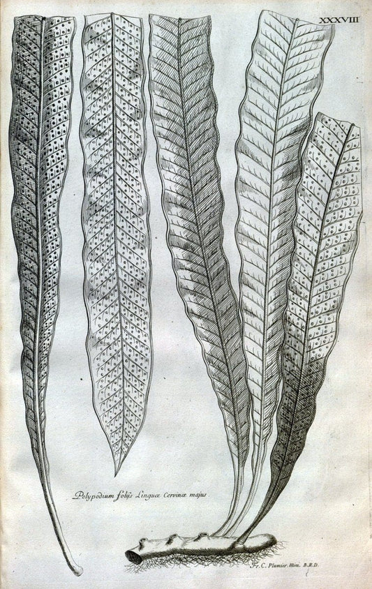Description des plantes de l'Amerique :.A Paris, :De l'Imprimerie Royale,M.DC.CXIII [i.e | Botany "Pictorial works" "Pre-Linnean works" "West Indies"  | Vintage Print Reproduction 468085