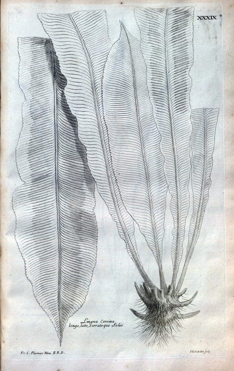 Description des plantes de l'Amerique :.A Paris, :De l'Imprimerie Royale,M.DC.CXIII [i.e | Botany "Pictorial works" "Pre-Linnean works" "West Indies"  | Vintage Print Reproduction 468086