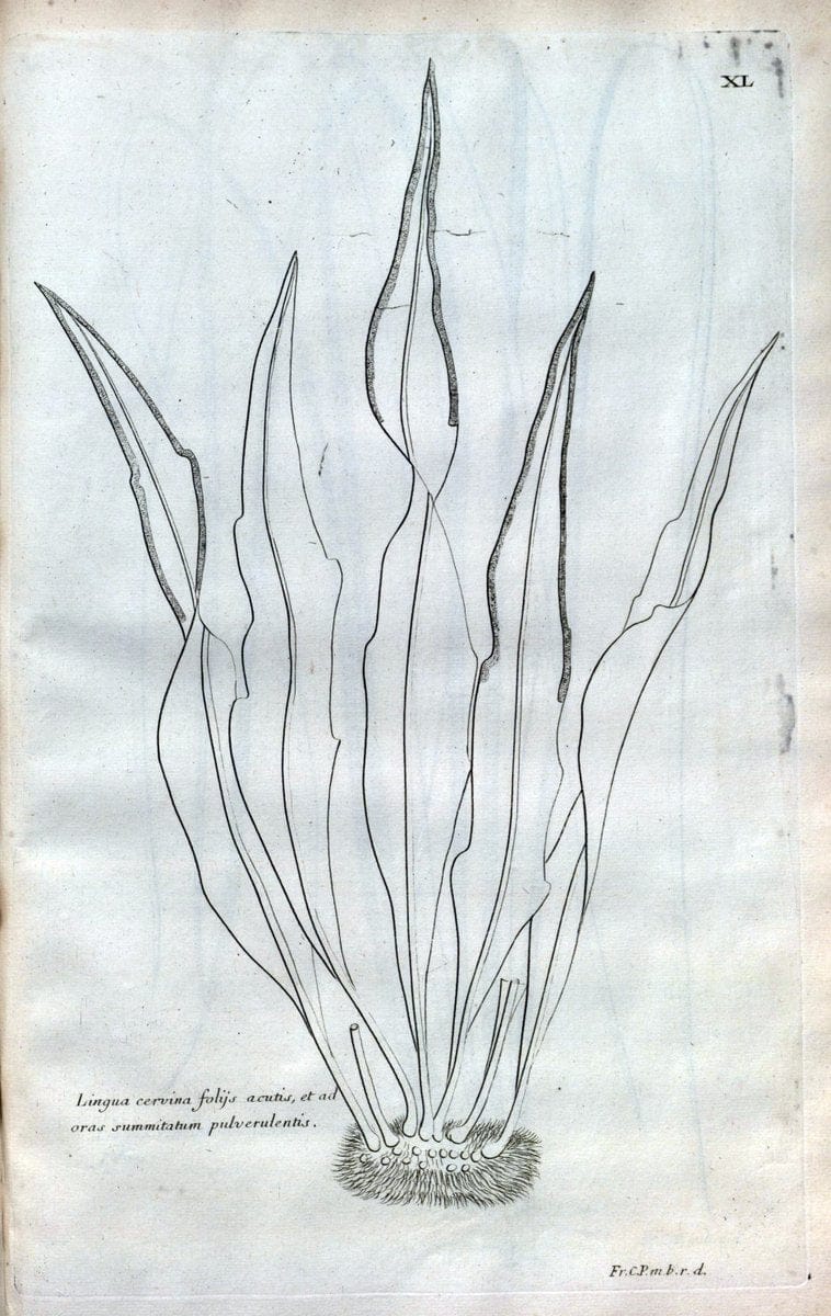 Description des plantes de l'Amerique :.A Paris, :De l'Imprimerie Royale,M.DC.CXIII [i.e | Botany "Pictorial works" "Pre-Linnean works" "West Indies"  | Vintage Print Reproduction 468087