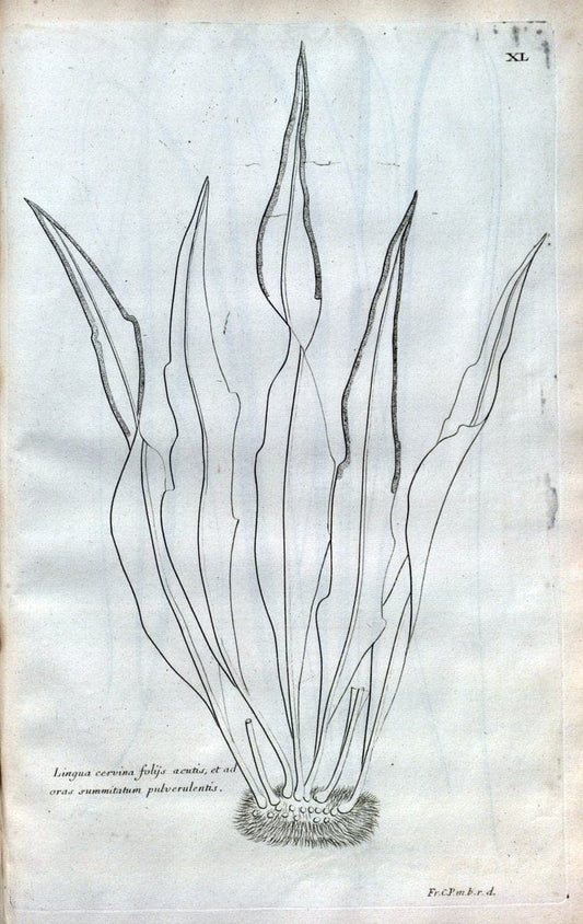 Description des plantes de l'Amerique :.A Paris, :De l'Imprimerie Royale,M.DC.CXIII [i.e | Botany "Pictorial works" "Pre-Linnean works" "West Indies"  | Vintage Print Reproduction 468087