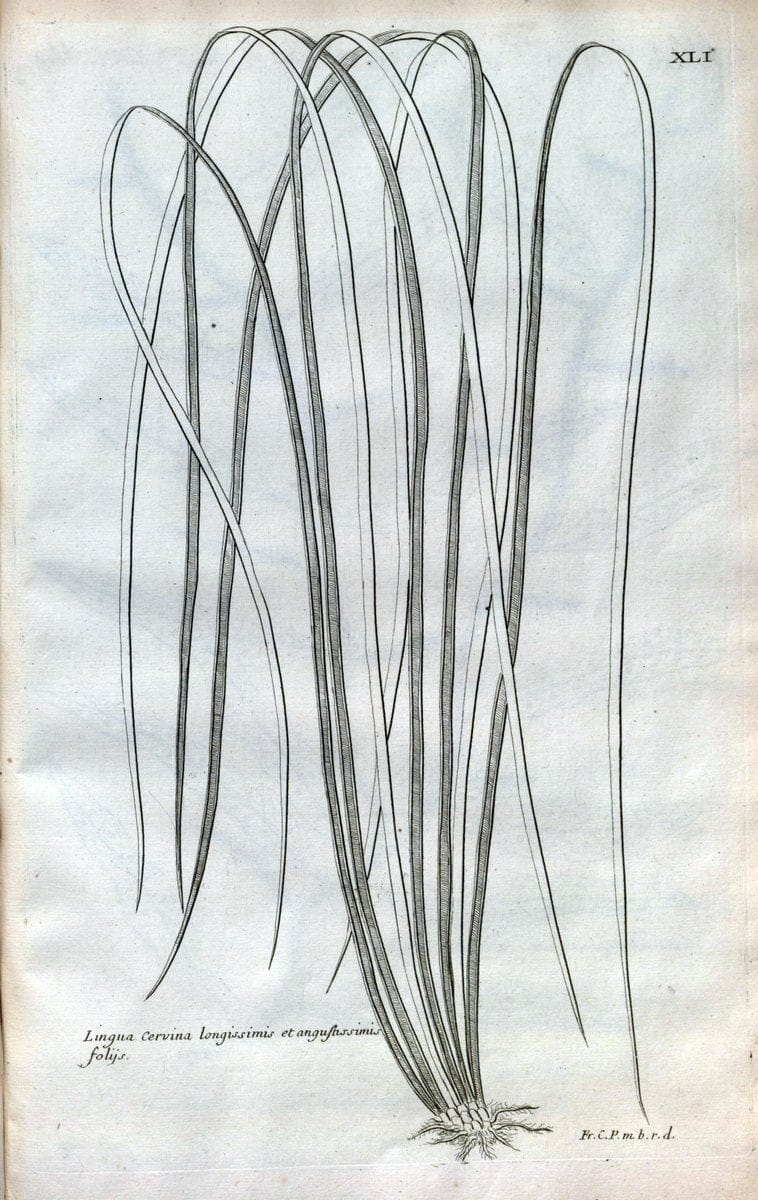 Description des plantes de l'Amerique :.A Paris, :De l'Imprimerie Royale,M.DC.CXIII [i.e | Botany "Pictorial works" "Pre-Linnean works" "West Indies"  | Vintage Print Reproduction 468088