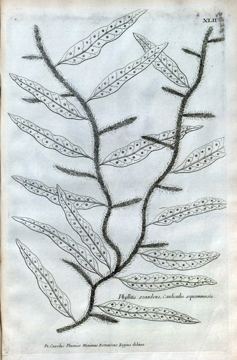 Description des plantes de l'Amerique :.A Paris, :De l'Imprimerie Royale,M.DC.CXIII [i.e | Botany "Pictorial works" "Pre-Linnean works" "West Indies"  | Vintage Print Reproduction 468089