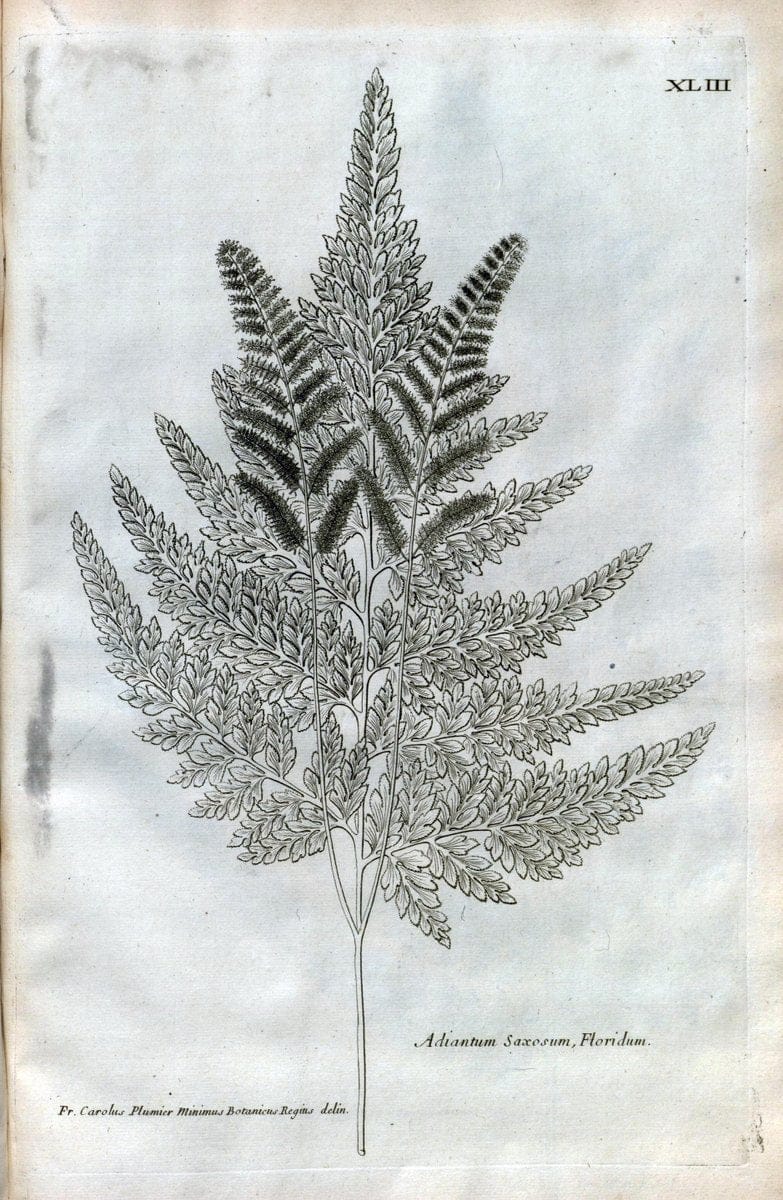 Description des plantes de l'Amerique :.A Paris, :De l'Imprimerie Royale,M.DC.CXIII [i.e | Botany "Pictorial works" "Pre-Linnean works" "West Indies"  | Vintage Print Reproduction 468090