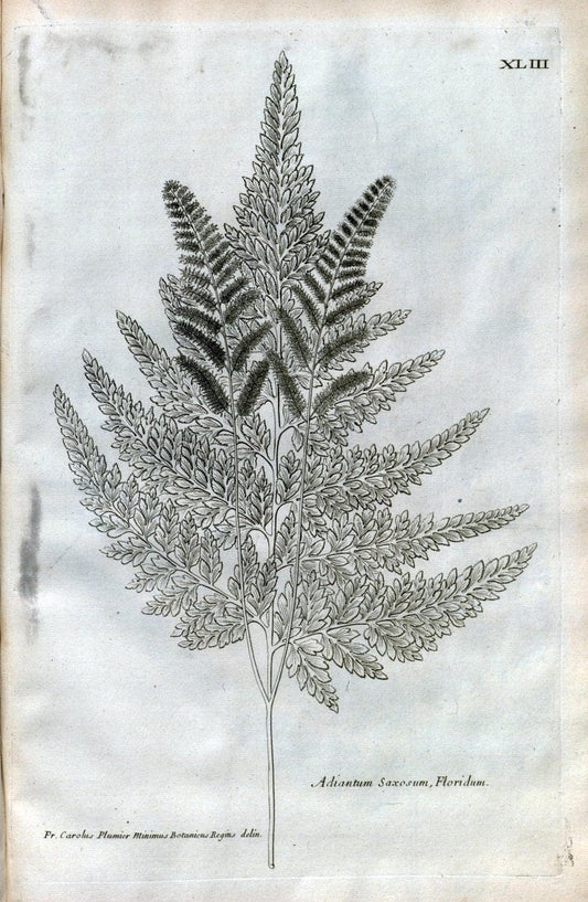 Description des plantes de l'Amerique :.A Paris, :De l'Imprimerie Royale,M.DC.CXIII [i.e | Botany "Pictorial works" "Pre-Linnean works" "West Indies"  | Vintage Print Reproduction 468090