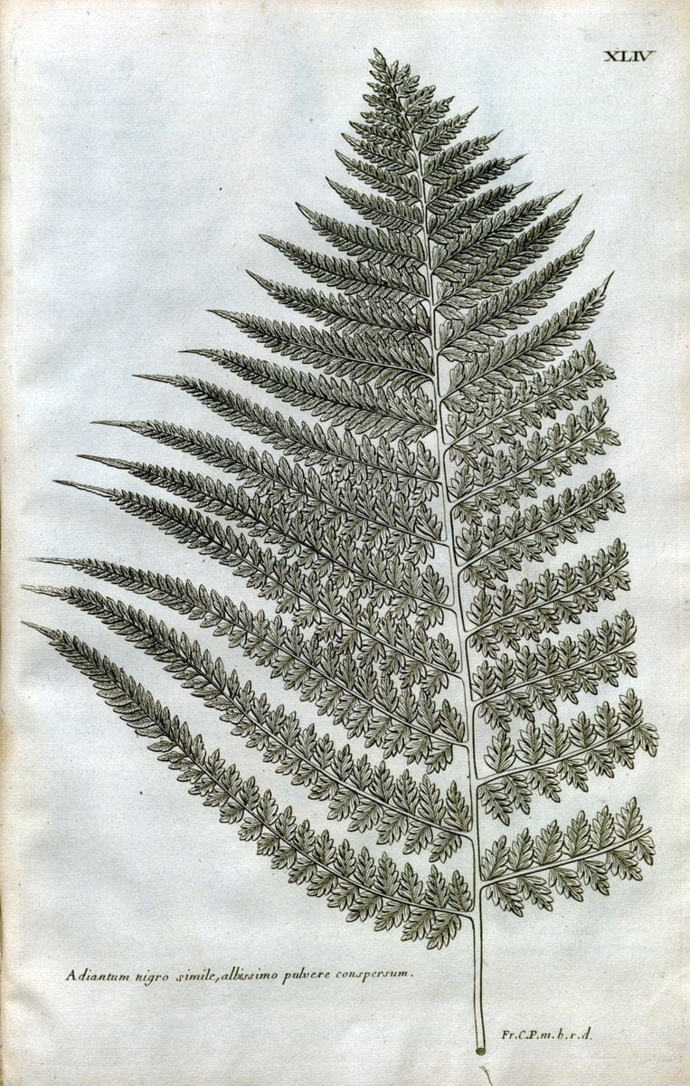 Description des plantes de l'Amerique :.A Paris, :De l'Imprimerie Royale,M.DC.CXIII [i.e | Botany "Pictorial works" "Pre-Linnean works" "West Indies"  | Vintage Print Reproduction 468091