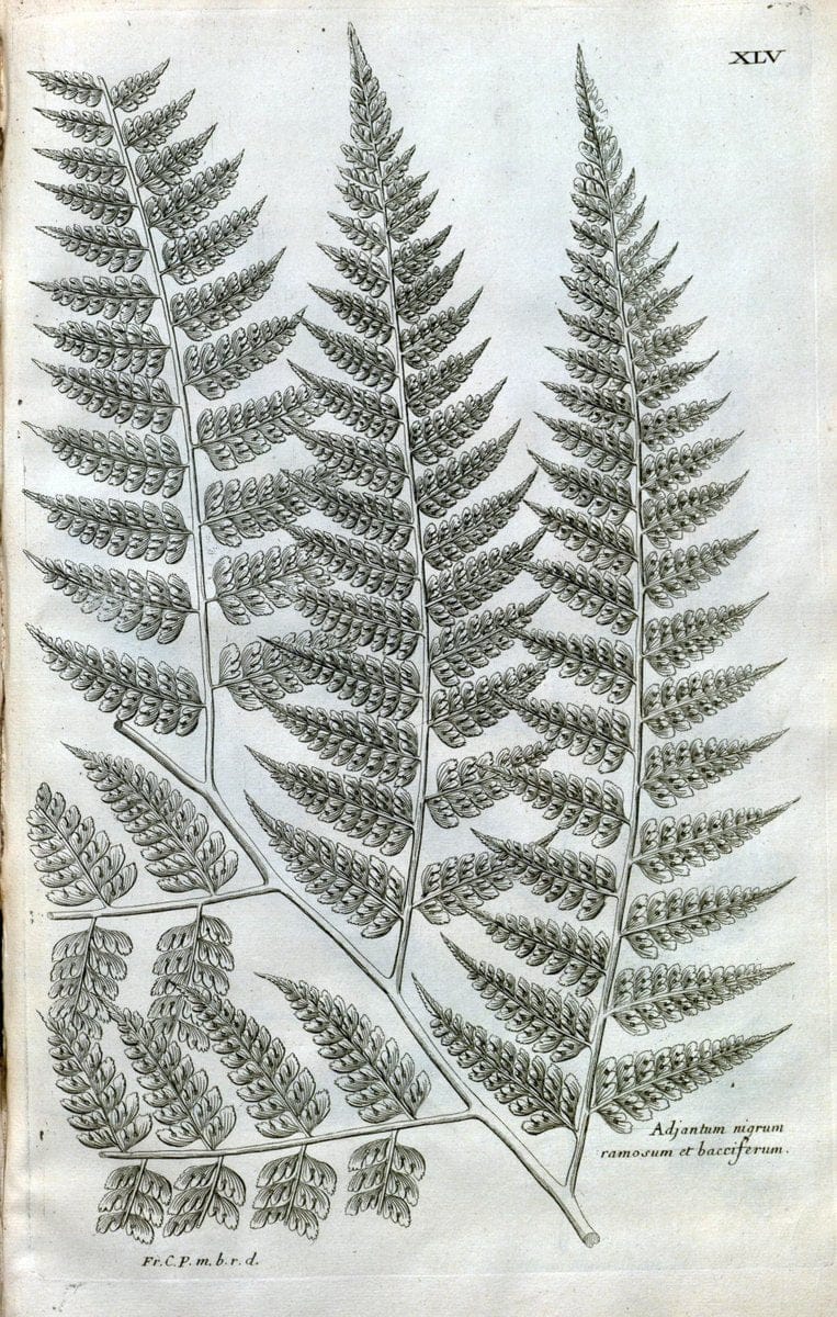 Description des plantes de l'Amerique :.A Paris, :De l'Imprimerie Royale,M.DC.CXIII [i.e | Botany "Pictorial works" "Pre-Linnean works" "West Indies"  | Vintage Print Reproduction 468092