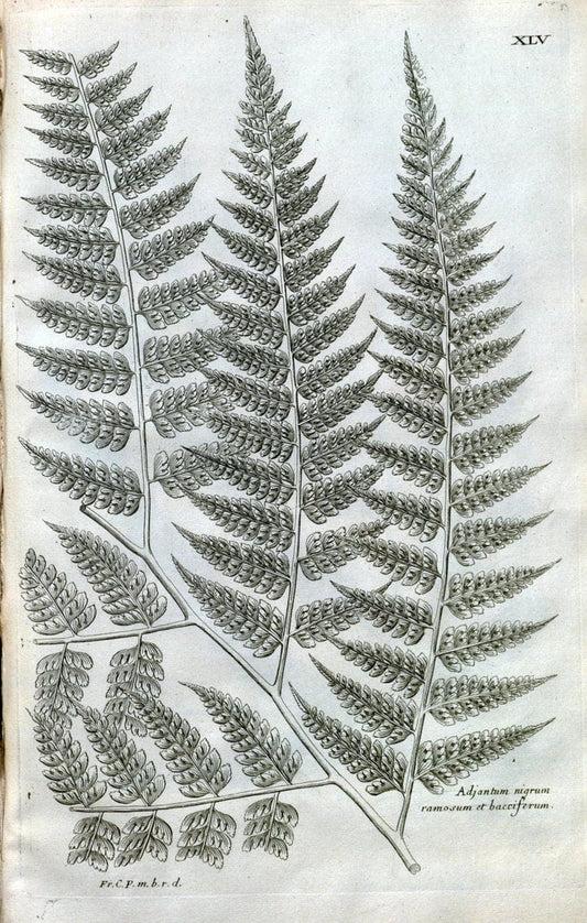Description des plantes de l'Amerique :.A Paris, :De l'Imprimerie Royale,M.DC.CXIII [i.e | Botany "Pictorial works" "Pre-Linnean works" "West Indies"  | Vintage Print Reproduction 468092