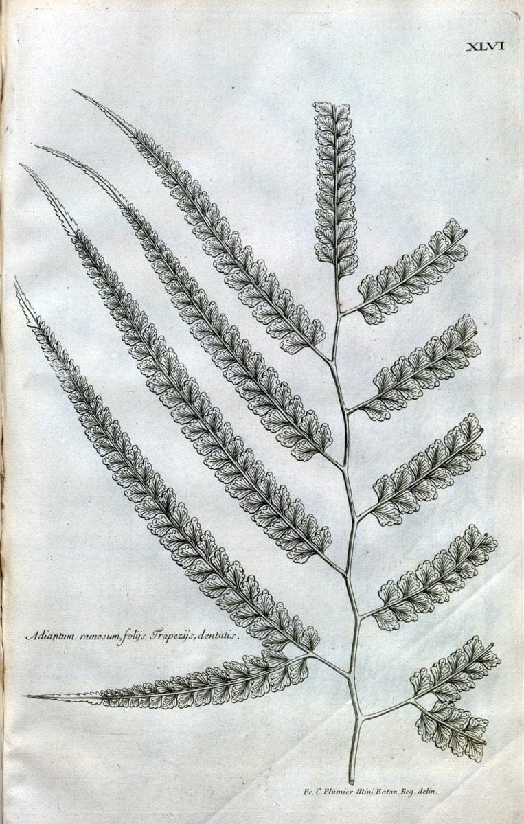 Description des plantes de l'Amerique :.A Paris, :De l'Imprimerie Royale,M.DC.CXIII [i.e | Botany "Pictorial works" "Pre-Linnean works" "West Indies"  | Vintage Print Reproduction 468093