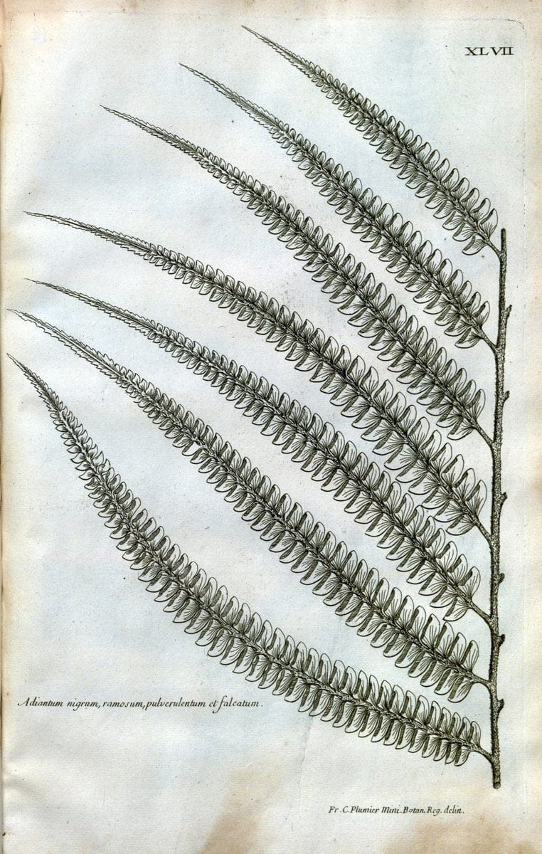 Description des plantes de l'Amerique :.A Paris, :De l'Imprimerie Royale,M.DC.CXIII [i.e | Botany "Pictorial works" "Pre-Linnean works" "West Indies"  | Vintage Print Reproduction 468094
