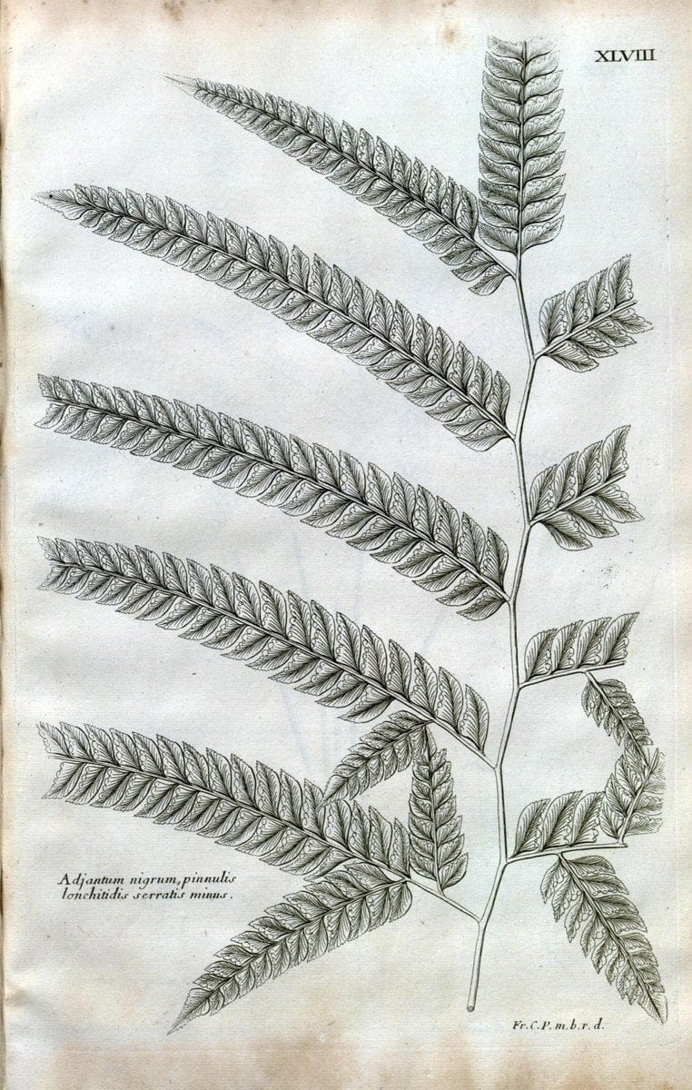 Description des plantes de l'Amerique :.A Paris, :De l'Imprimerie Royale,M.DC.CXIII [i.e | Botany "Pictorial works" "Pre-Linnean works" "West Indies"  | Vintage Print Reproduction 468095