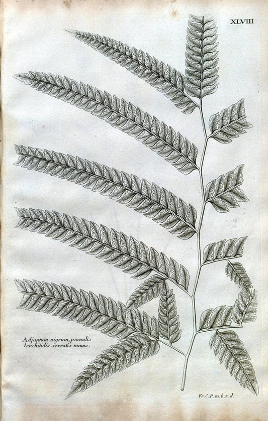 Description des plantes de l'Amerique :.A Paris, :De l'Imprimerie Royale,M.DC.CXIII [i.e | Botany "Pictorial works" "Pre-Linnean works" "West Indies"  | Vintage Print Reproduction 468095