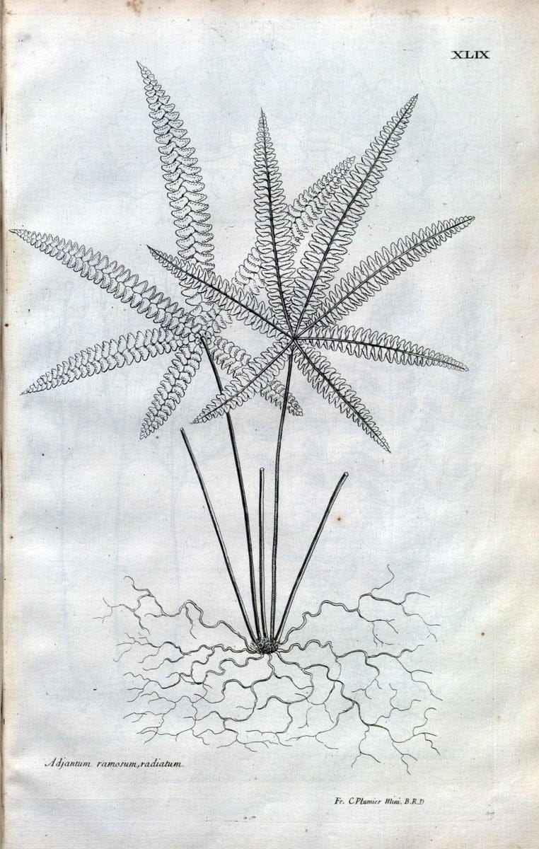 Description des plantes de l'Amerique :.A Paris, :De l'Imprimerie Royale,M.DC.CXIII [i.e | Botany "Pictorial works" "Pre-Linnean works" "West Indies"  | Vintage Print Reproduction 468096