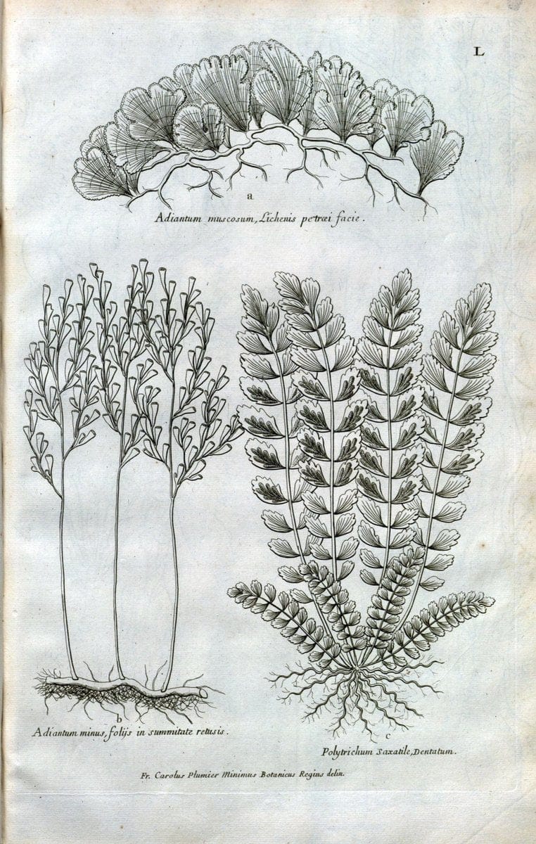 Description des plantes de l'Amerique :.A Paris, :De l'Imprimerie Royale,M.DC.CXIII [i.e | Botany "Pictorial works" "Pre-Linnean works" "West Indies"  | Vintage Print Reproduction 468097