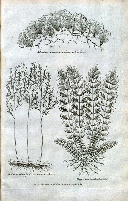 Description des plantes de l'Amerique :.A Paris, :De l'Imprimerie Royale,M.DC.CXIII [i.e | Botany "Pictorial works" "Pre-Linnean works" "West Indies"  | Vintage Print Reproduction 468097