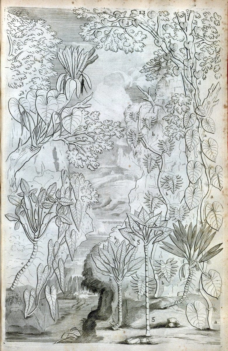 Description des plantes de l'Amerique :.A Paris, :De l'Imprimerie Royale,M.DC.CXIII [i.e | Botany "Pictorial works" "Pre-Linnean works" "West Indies"  | Vintage Print Reproduction 468098