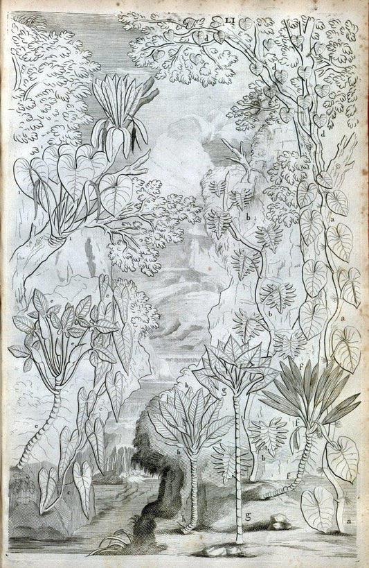 Description des plantes de l'Amerique :.A Paris, :De l'Imprimerie Royale,M.DC.CXIII [i.e | Botany "Pictorial works" "Pre-Linnean works" "West Indies"  | Vintage Print Reproduction 468098