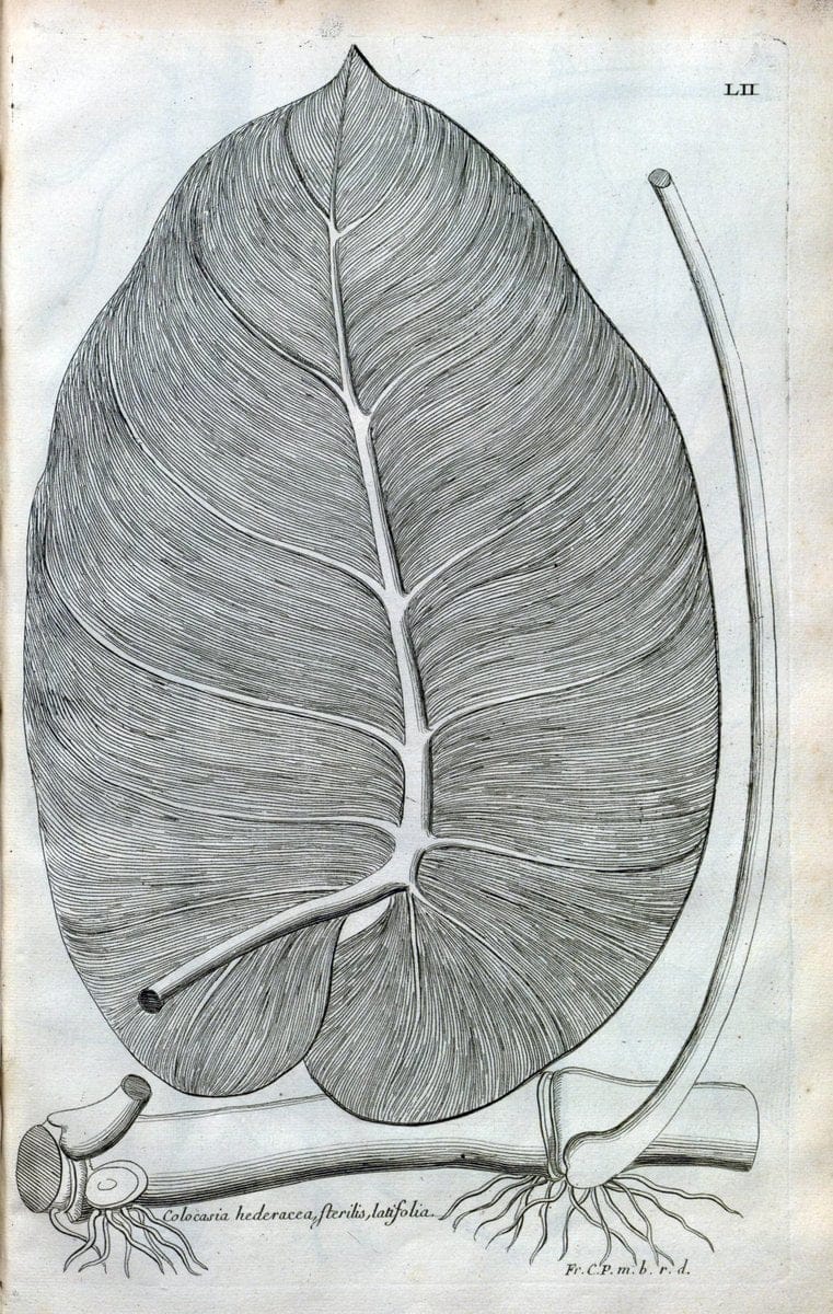 Description des plantes de l'Amerique :.A Paris, :De l'Imprimerie Royale,M.DC.CXIII [i.e | Botany "Pictorial works" "Pre-Linnean works" "West Indies"  | Vintage Print Reproduction 468099