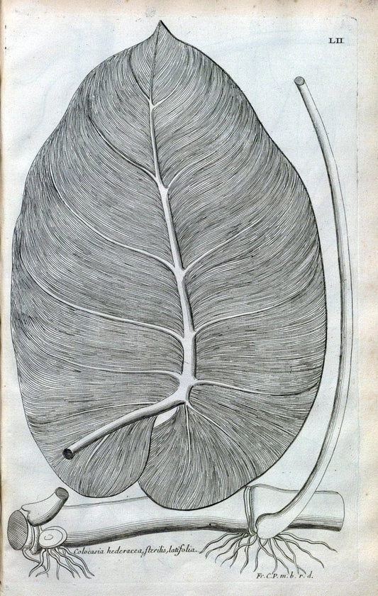 Description des plantes de l'Amerique :.A Paris, :De l'Imprimerie Royale,M.DC.CXIII [i.e | Botany "Pictorial works" "Pre-Linnean works" "West Indies"  | Vintage Print Reproduction 468099