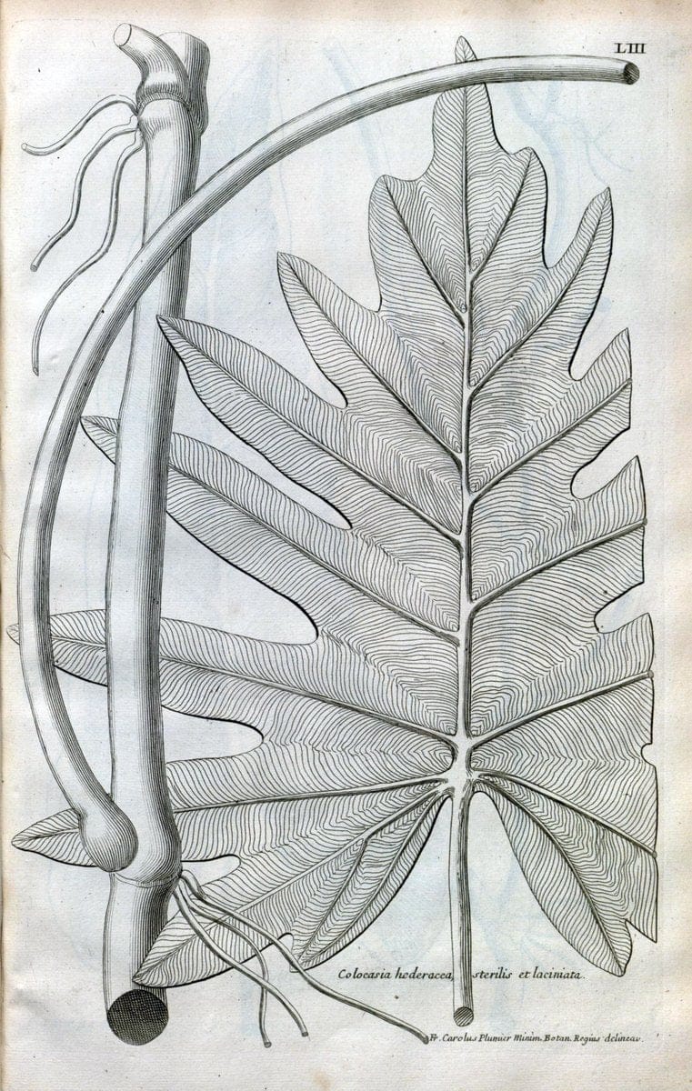 Description des plantes de l'Amerique :.A Paris, :De l'Imprimerie Royale,M.DC.CXIII [i.e | Botany "Pictorial works" "Pre-Linnean works" "West Indies"  | Vintage Print Reproduction 468100