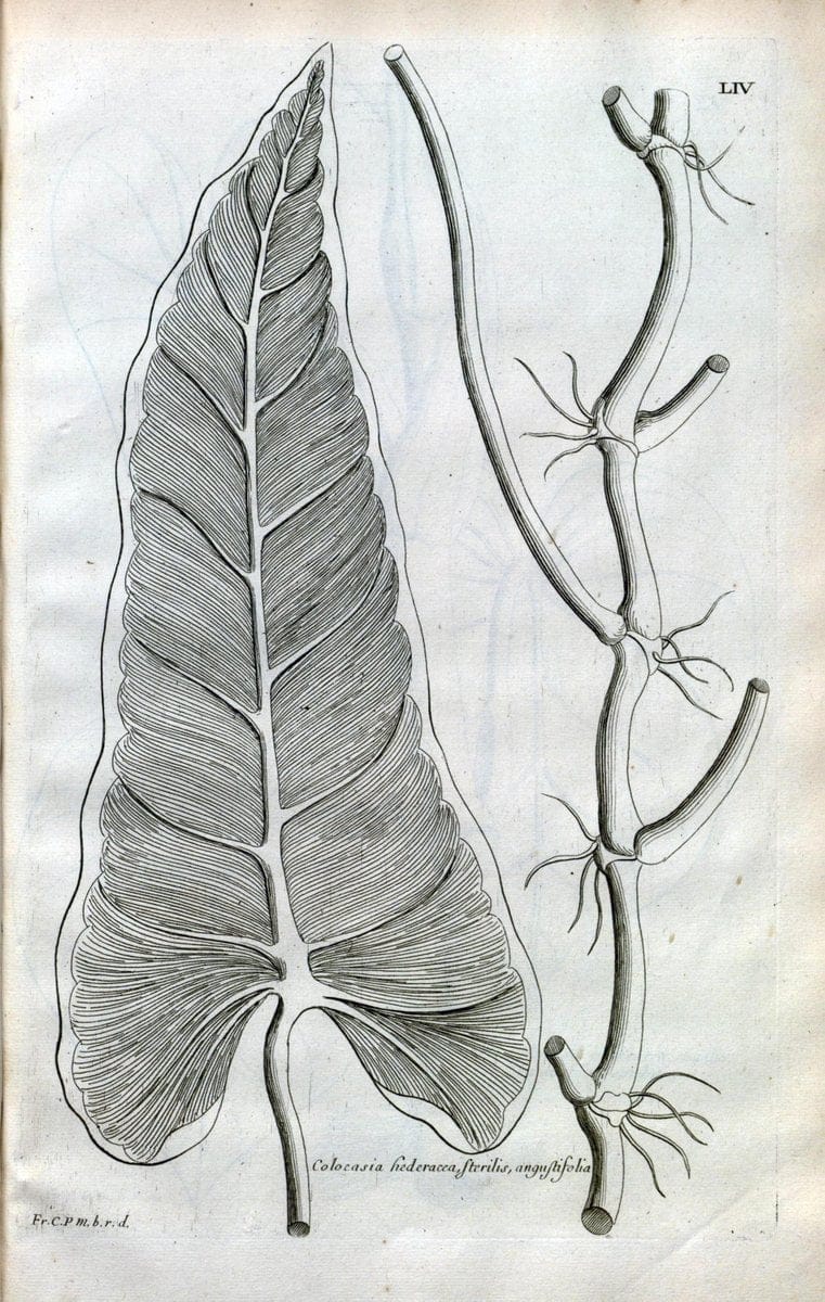 Description des plantes de l'Amerique :.A Paris, :De l'Imprimerie Royale,M.DC.CXIII [i.e | Botany "Pictorial works" "Pre-Linnean works" "West Indies"  | Vintage Print Reproduction 468101