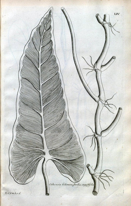 Description des plantes de l'Amerique :.A Paris, :De l'Imprimerie Royale,M.DC.CXIII [i.e | Botany "Pictorial works" "Pre-Linnean works" "West Indies"  | Vintage Print Reproduction 468101