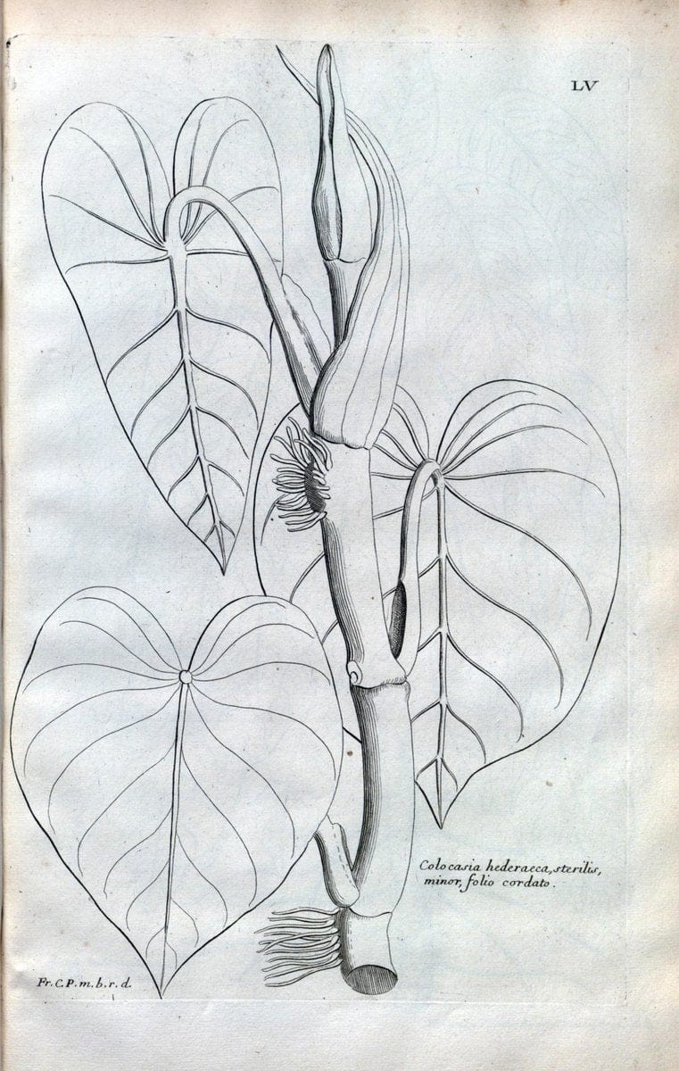 Description des plantes de l'Amerique :.A Paris, :De l'Imprimerie Royale,M.DC.CXIII [i.e | Botany "Pictorial works" "Pre-Linnean works" "West Indies"  | Vintage Print Reproduction 468102
