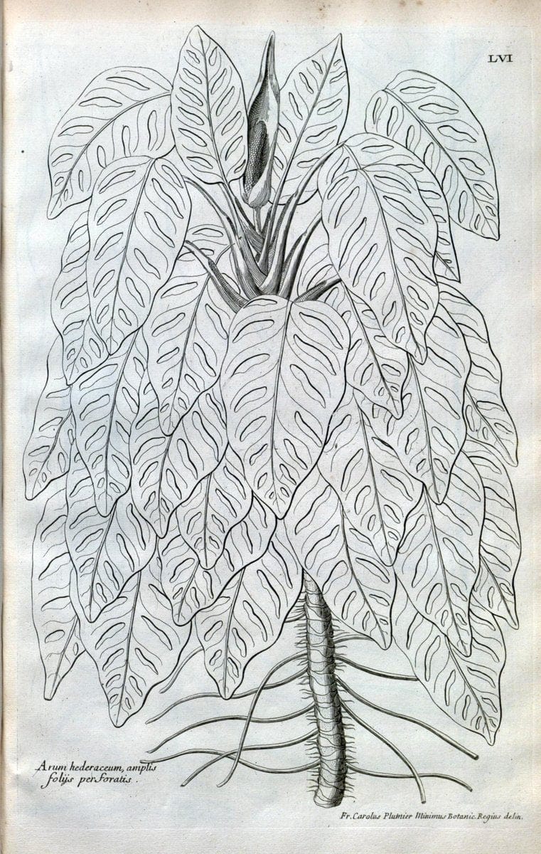 Description des plantes de l'Amerique :.A Paris, :De l'Imprimerie Royale,M.DC.CXIII [i.e | Botany "Pictorial works" "Pre-Linnean works" "West Indies"  | Vintage Print Reproduction 468103