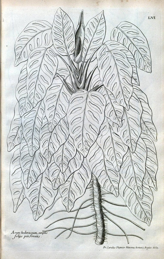 Description des plantes de l'Amerique :.A Paris, :De l'Imprimerie Royale,M.DC.CXIII [i.e | Botany "Pictorial works" "Pre-Linnean works" "West Indies"  | Vintage Print Reproduction 468103