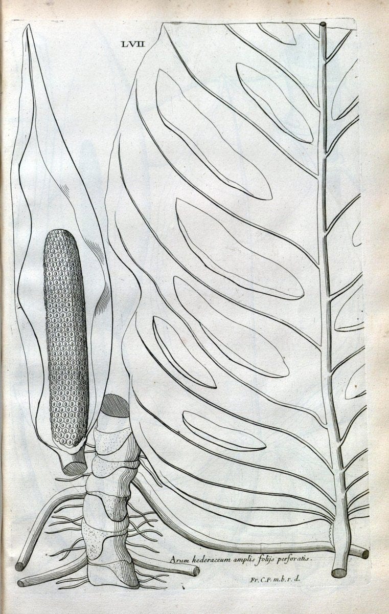 Description des plantes de l'Amerique :.A Paris, :De l'Imprimerie Royale,M.DC.CXIII [i.e | Botany "Pictorial works" "Pre-Linnean works" "West Indies"  | Vintage Print Reproduction 468104