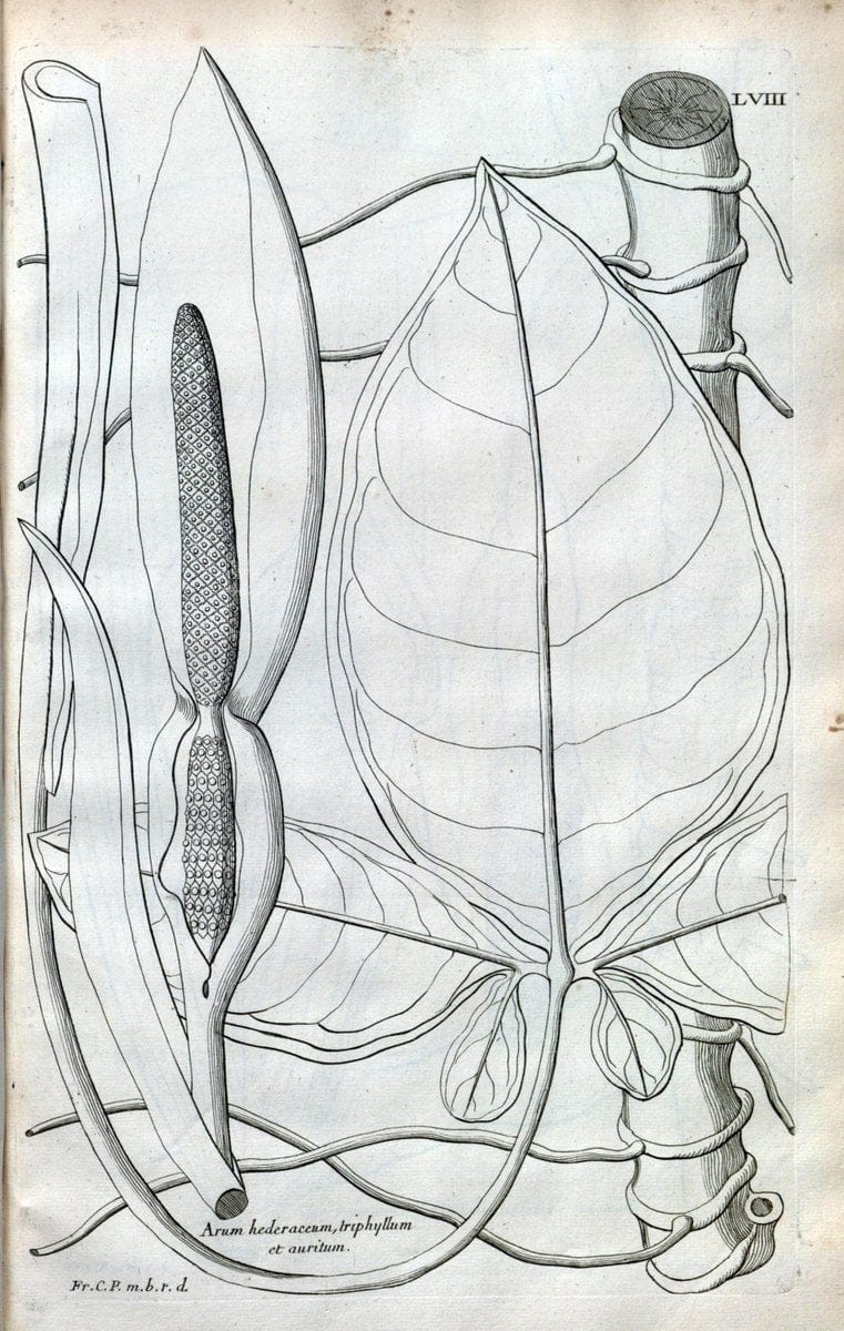 Description des plantes de l'Amerique :.A Paris, :De l'Imprimerie Royale,M.DC.CXIII [i.e | Botany "Pictorial works" "Pre-Linnean works" "West Indies"  | Vintage Print Reproduction 468105