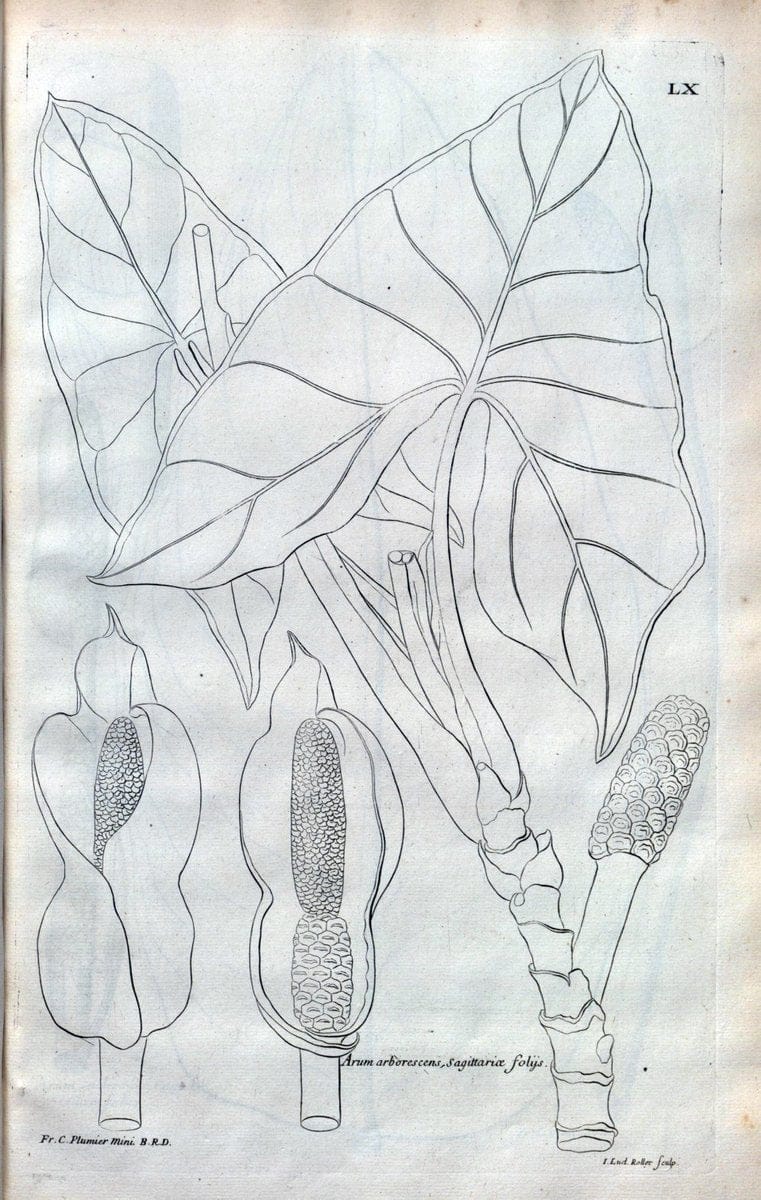 Description des plantes de l'Amerique :.A Paris, :De l'Imprimerie Royale,M.DC.CXIII [i.e | Botany "Pictorial works" "Pre-Linnean works" "West Indies"  | Vintage Print Reproduction 468107