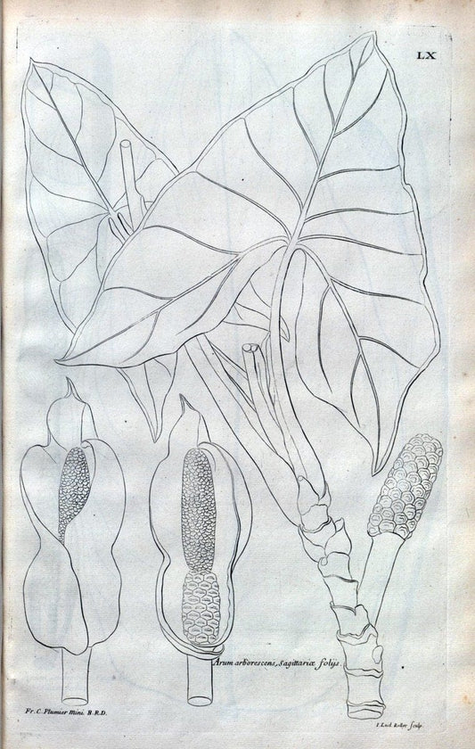 Description des plantes de l'Amerique :.A Paris, :De l'Imprimerie Royale,M.DC.CXIII [i.e | Botany "Pictorial works" "Pre-Linnean works" "West Indies"  | Vintage Print Reproduction 468107