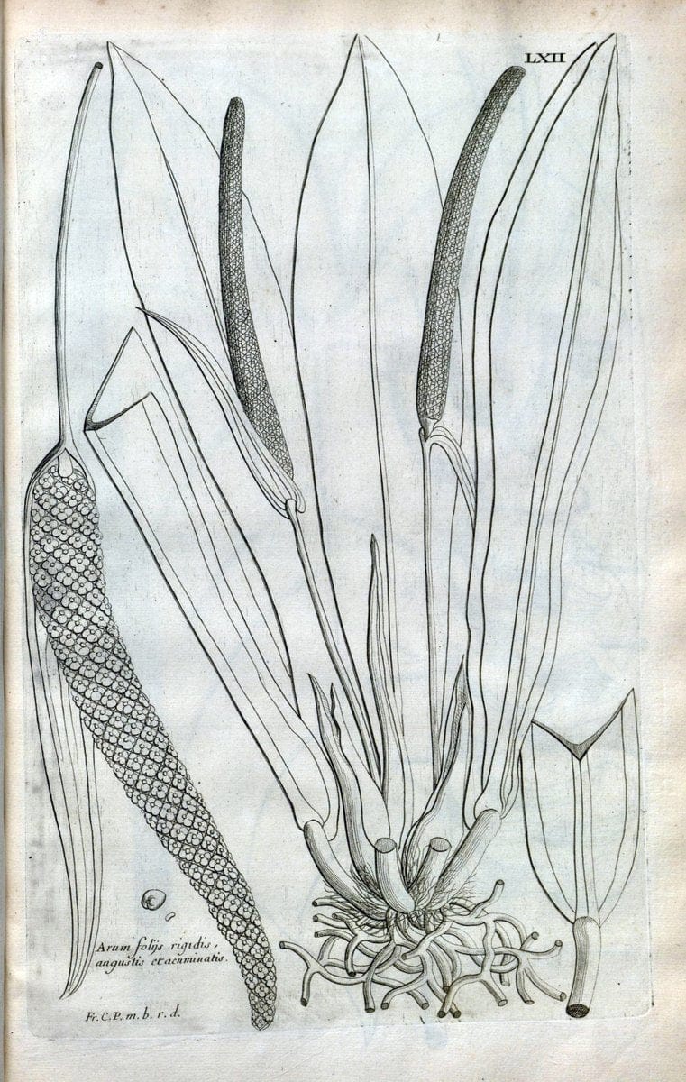 Description des plantes de l'Amerique :.A Paris, :De l'Imprimerie Royale,M.DC.CXIII [i.e | Botany "Pictorial works" "Pre-Linnean works" "West Indies"  | Vintage Print Reproduction 468109