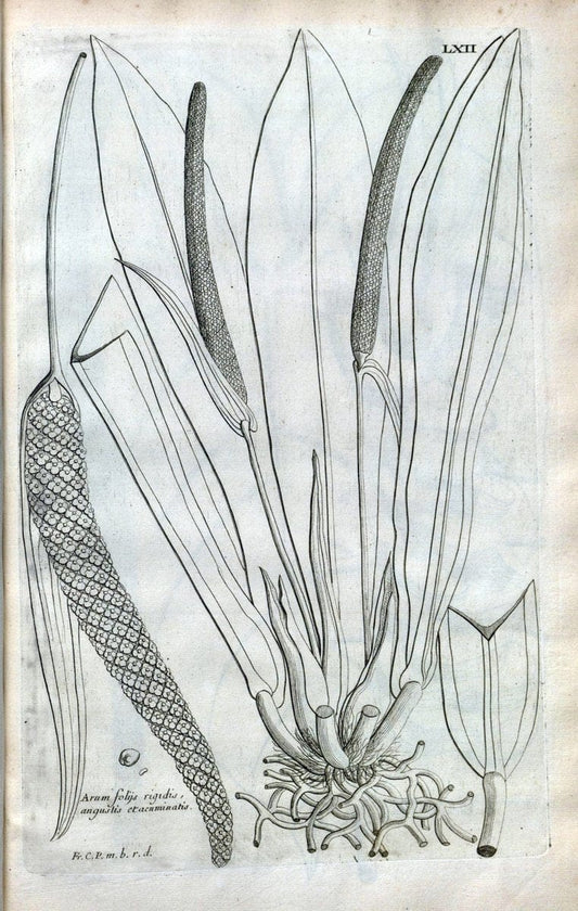 Description des plantes de l'Amerique :.A Paris, :De l'Imprimerie Royale,M.DC.CXIII [i.e | Botany "Pictorial works" "Pre-Linnean works" "West Indies"  | Vintage Print Reproduction 468109
