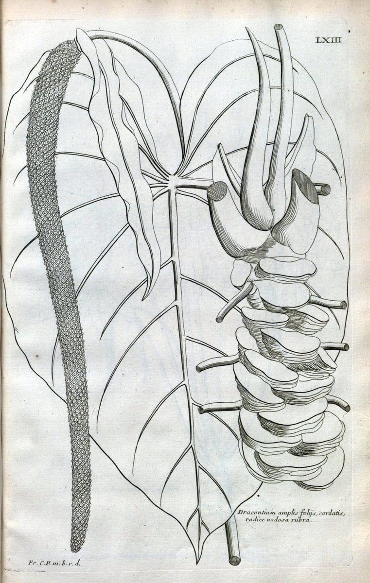 Description des plantes de l'Amerique :.A Paris, :De l'Imprimerie Royale,M.DC.CXIII [i.e | Botany "Pictorial works" "Pre-Linnean works" "West Indies"  | Vintage Print Reproduction 468110