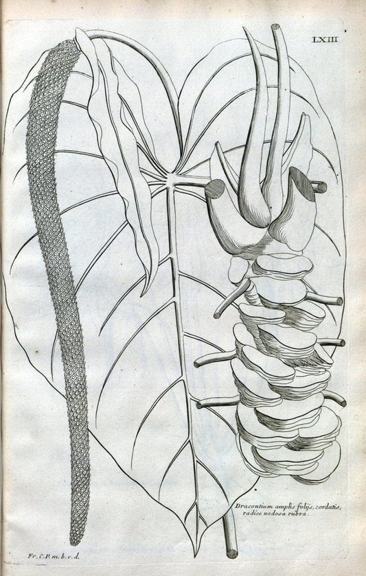 Description des plantes de l'Amerique :.A Paris, :De l'Imprimerie Royale,M.DC.CXIII [i.e | Botany "Pictorial works" "Pre-Linnean works" "West Indies"  | Vintage Print Reproduction 468110