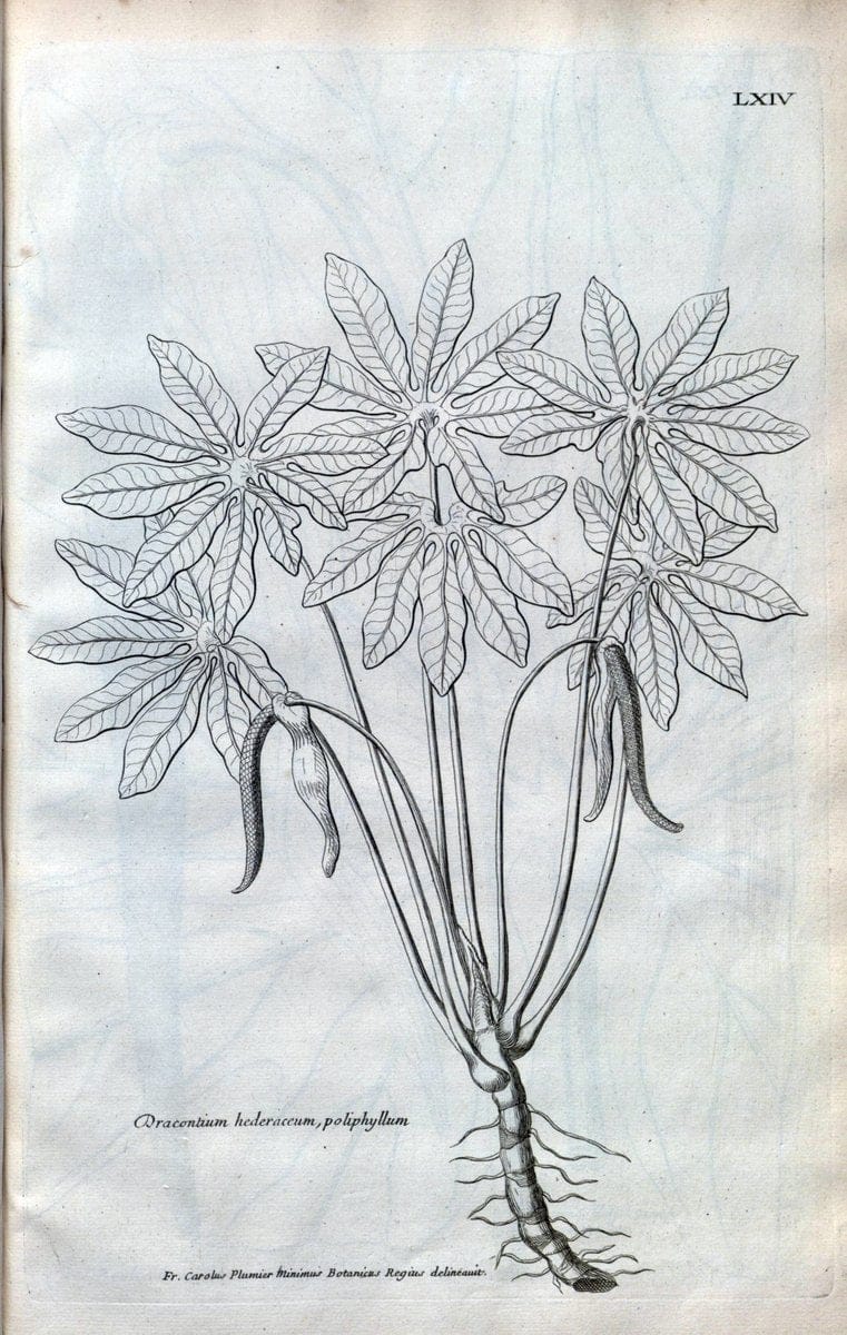 Description des plantes de l'Amerique :.A Paris, :De l'Imprimerie Royale,M.DC.CXIII [i.e | Botany "Pictorial works" "Pre-Linnean works" "West Indies"  | Vintage Print Reproduction 468111