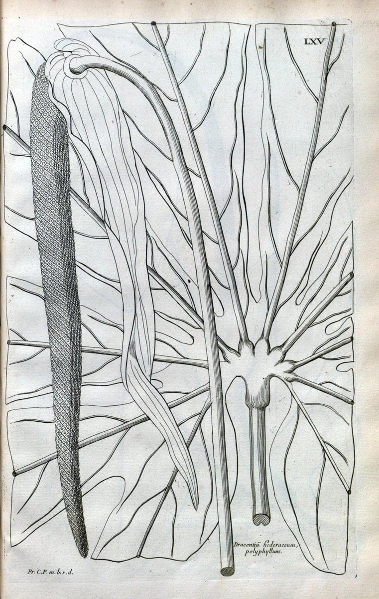 Description des plantes de l'Amerique :.A Paris, :De l'Imprimerie Royale,M.DC.CXIII [i.e | Botany "Pictorial works" "Pre-Linnean works" "West Indies"  | Vintage Print Reproduction 468112