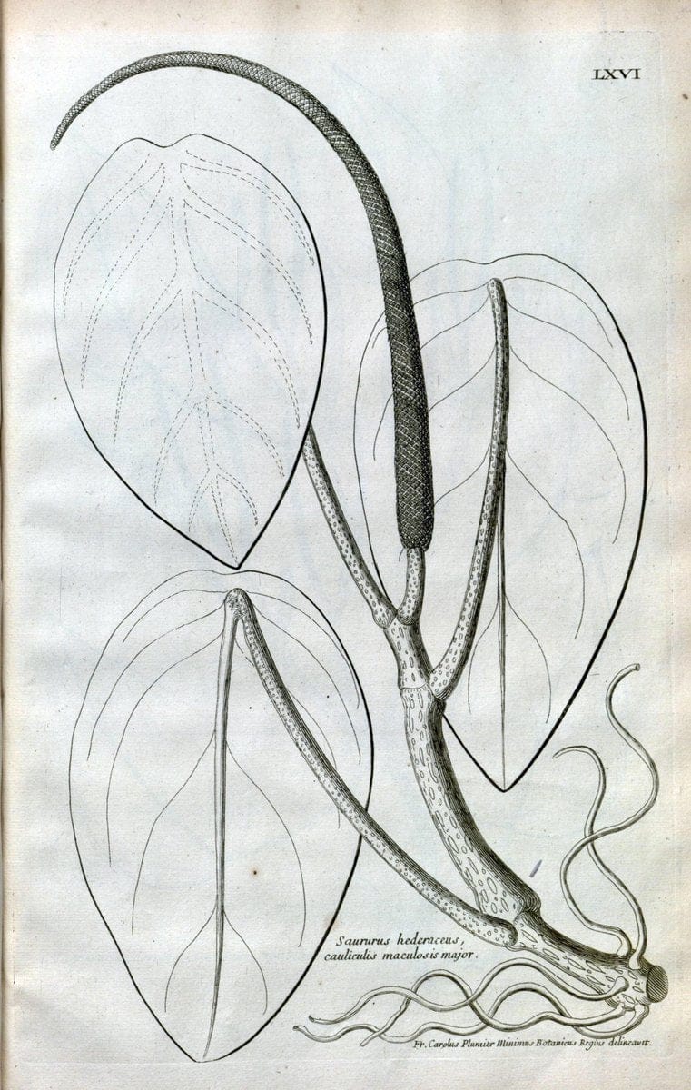 Description des plantes de l'Amerique :.A Paris, :De l'Imprimerie Royale,M.DC.CXIII [i.e | Botany "Pictorial works" "Pre-Linnean works" "West Indies"  | Vintage Print Reproduction 468113