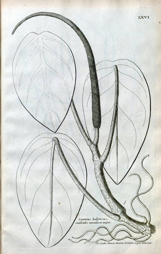 Description des plantes de l'Amerique :.A Paris, :De l'Imprimerie Royale,M.DC.CXIII [i.e | Botany "Pictorial works" "Pre-Linnean works" "West Indies"  | Vintage Print Reproduction 468113