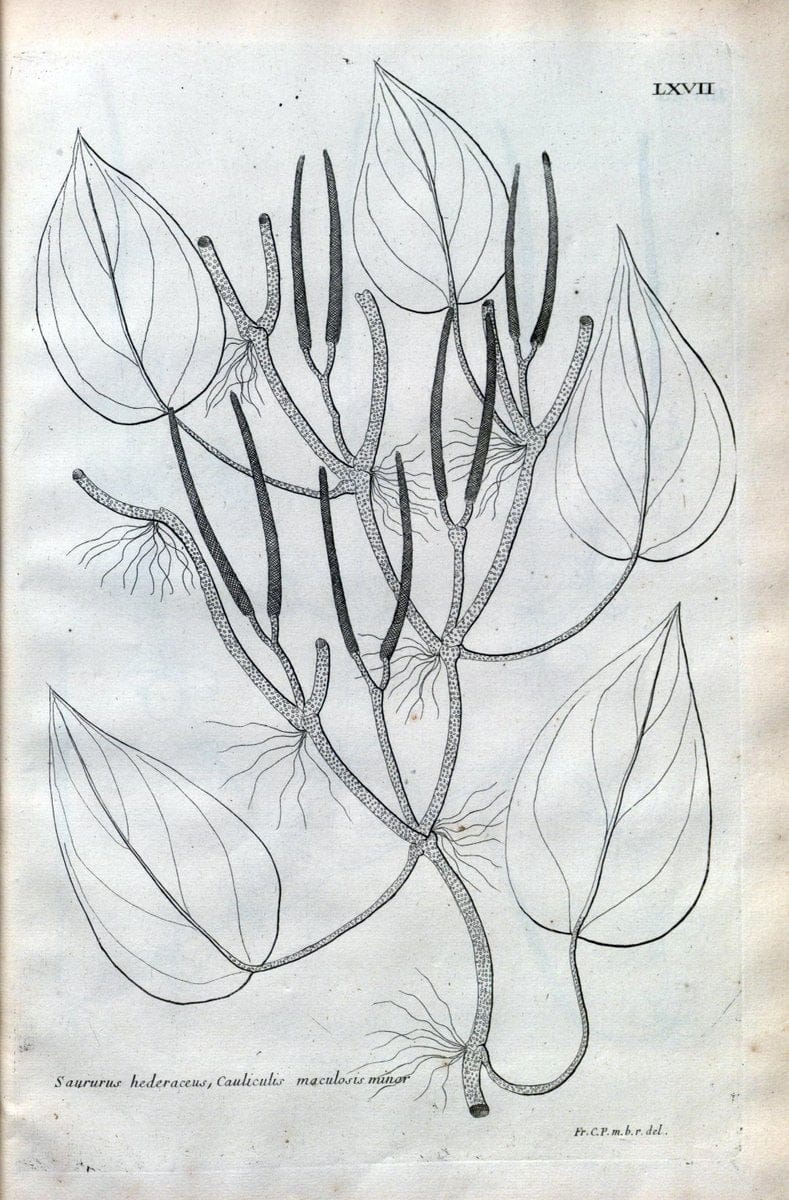 Description des plantes de l'Amerique :.A Paris, :De l'Imprimerie Royale,M.DC.CXIII [i.e | Botany "Pictorial works" "Pre-Linnean works" "West Indies"  | Vintage Print Reproduction 468114