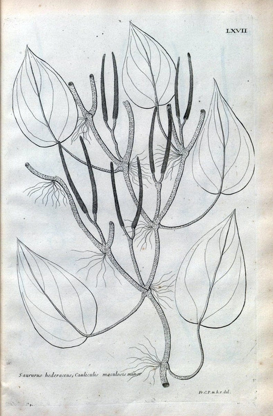 Description des plantes de l'Amerique :.A Paris, :De l'Imprimerie Royale,M.DC.CXIII [i.e | Botany "Pictorial works" "Pre-Linnean works" "West Indies"  | Vintage Print Reproduction 468114