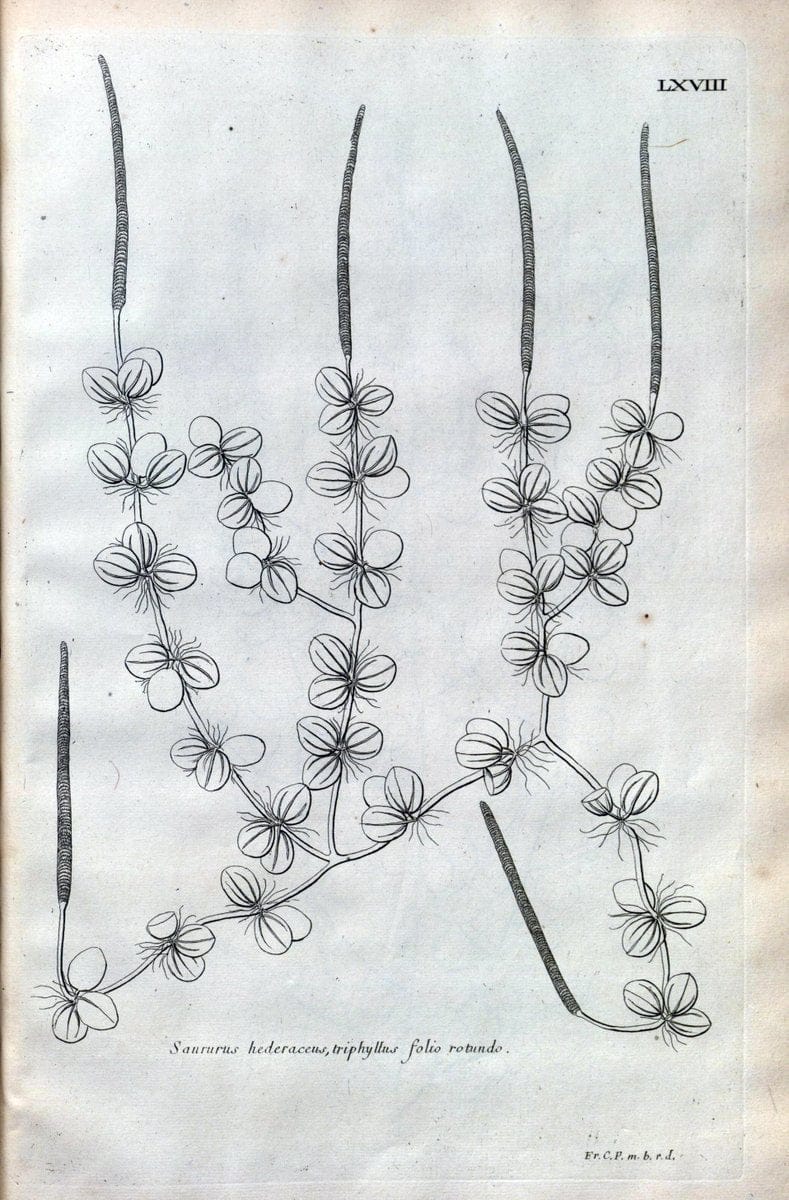 Description des plantes de l'Amerique :.A Paris, :De l'Imprimerie Royale,M.DC.CXIII [i.e | Botany "Pictorial works" "Pre-Linnean works" "West Indies"  | Vintage Print Reproduction 468115