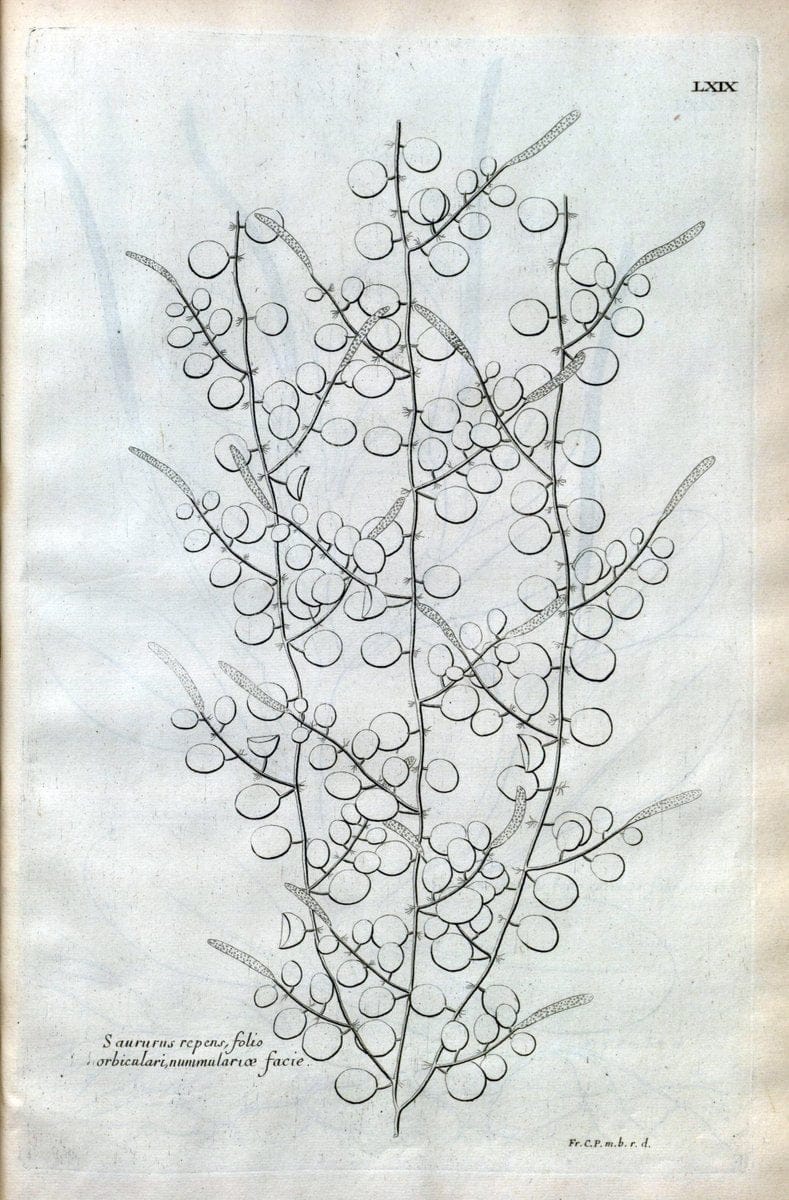 Description des plantes de l'Amerique :.A Paris, :De l'Imprimerie Royale,M.DC.CXIII [i.e | Botany "Pictorial works" "Pre-Linnean works" "West Indies"  | Vintage Print Reproduction 468116