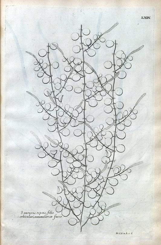 Description des plantes de l'Amerique :.A Paris, :De l'Imprimerie Royale,M.DC.CXIII [i.e | Botany "Pictorial works" "Pre-Linnean works" "West Indies"  | Vintage Print Reproduction 468116