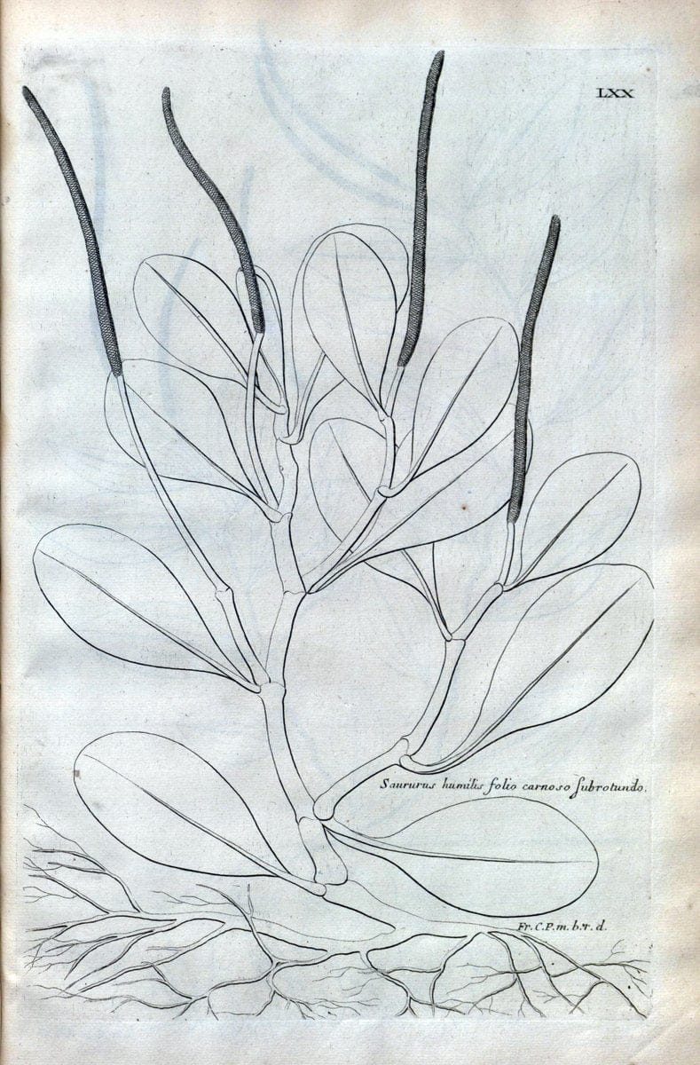 Description des plantes de l'Amerique :.A Paris, :De l'Imprimerie Royale,M.DC.CXIII [i.e | Botany "Pictorial works" "Pre-Linnean works" "West Indies"  | Vintage Print Reproduction 468117