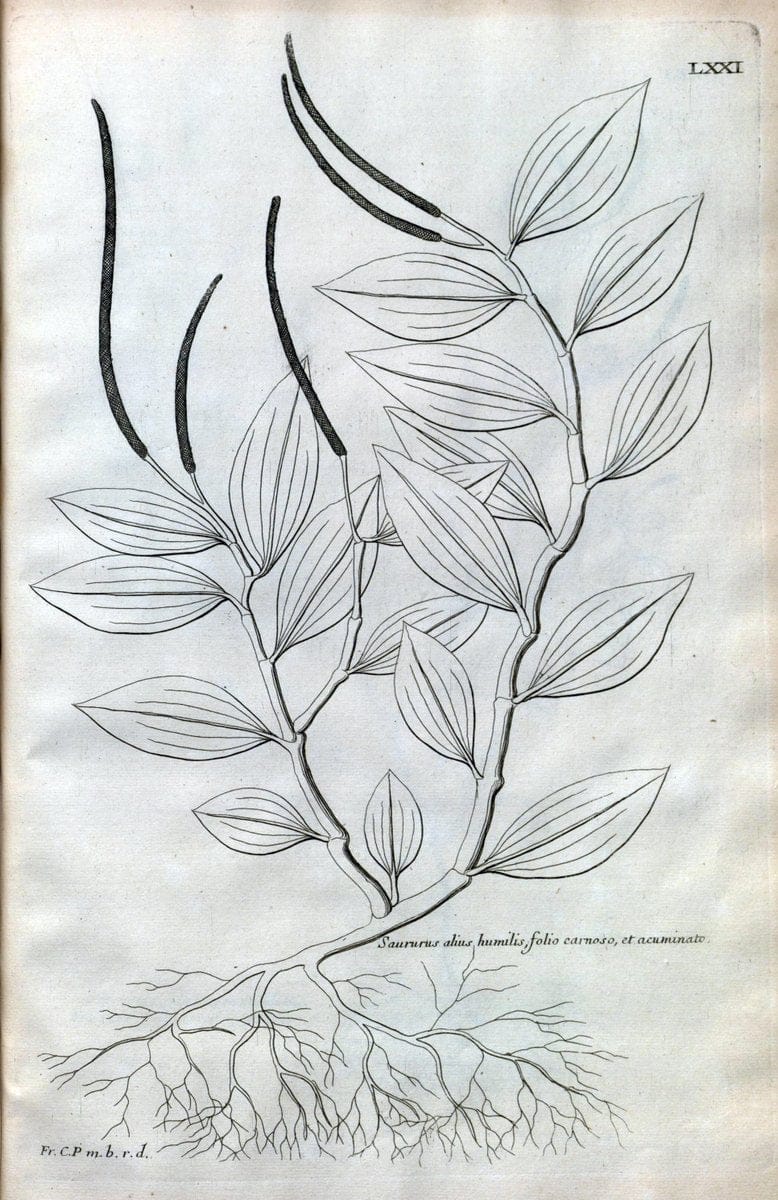 Description des plantes de l'Amerique :.A Paris, :De l'Imprimerie Royale,M.DC.CXIII [i.e | Botany "Pictorial works" "Pre-Linnean works" "West Indies"  | Vintage Print Reproduction 468118