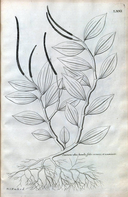 Description des plantes de l'Amerique :.A Paris, :De l'Imprimerie Royale,M.DC.CXIII [i.e | Botany "Pictorial works" "Pre-Linnean works" "West Indies"  | Vintage Print Reproduction 468118