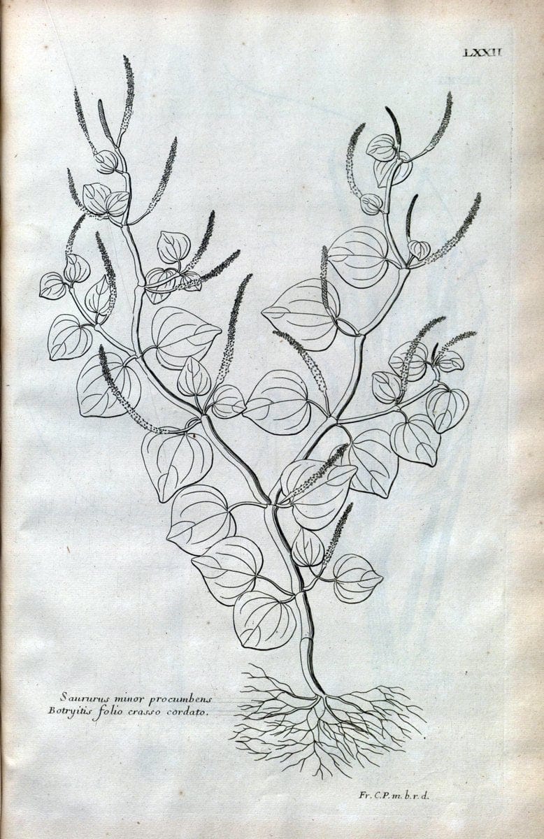 Description des plantes de l'Amerique :.A Paris, :De l'Imprimerie Royale,M.DC.CXIII [i.e | Botany "Pictorial works" "Pre-Linnean works" "West Indies"  | Vintage Print Reproduction 468119
