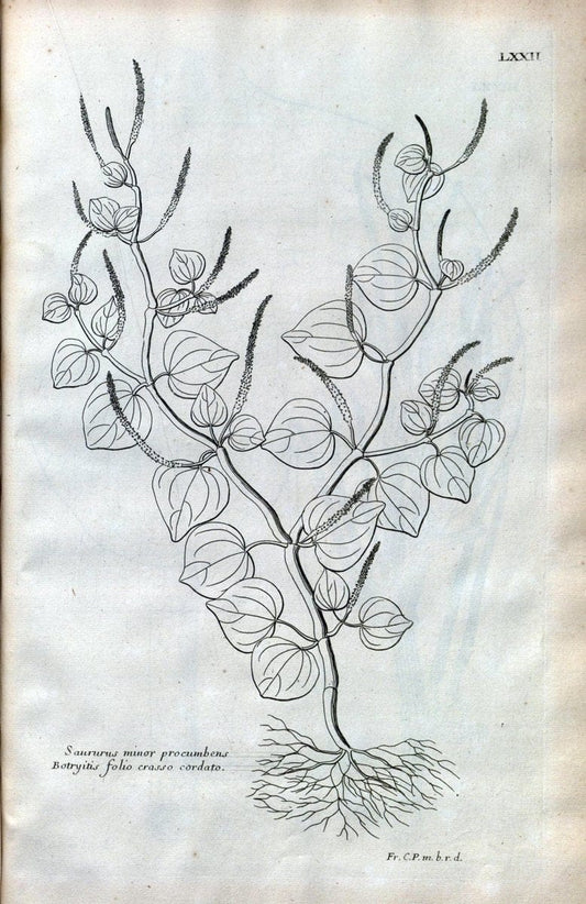 Description des plantes de l'Amerique :.A Paris, :De l'Imprimerie Royale,M.DC.CXIII [i.e | Botany "Pictorial works" "Pre-Linnean works" "West Indies"  | Vintage Print Reproduction 468119
